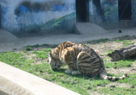 xiongmao体育_
污水池加盖观点是什么呢